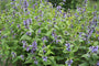 Kattenkruid - Nepeta subsessilis in bloei