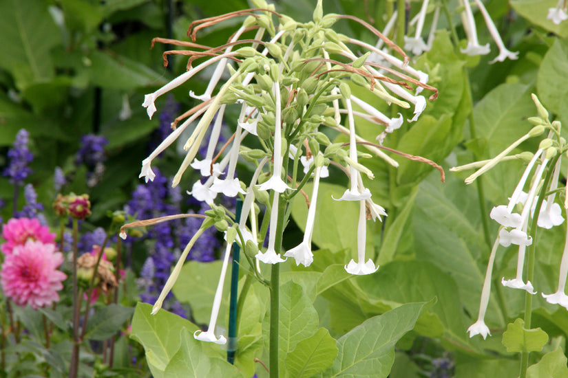 Siertabak - Nicotiana sylvestris