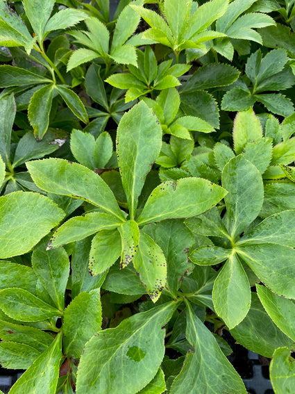 Nieskruid - Helleborus orientalis 'Double Ellen Picotee'