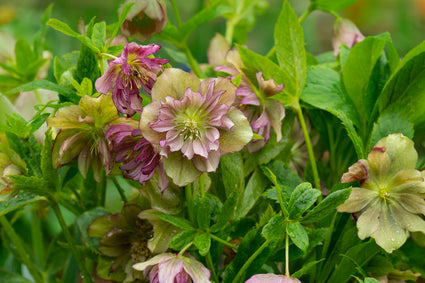 Nieskruid - Helleborus orientalis 'Double Ellen Picotee' meerkleurige bloeikleur helleborus