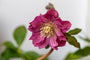 Nieskruid - Helleborus orientalis 'Double Ellen Red' rood bloeiende tuinplanten