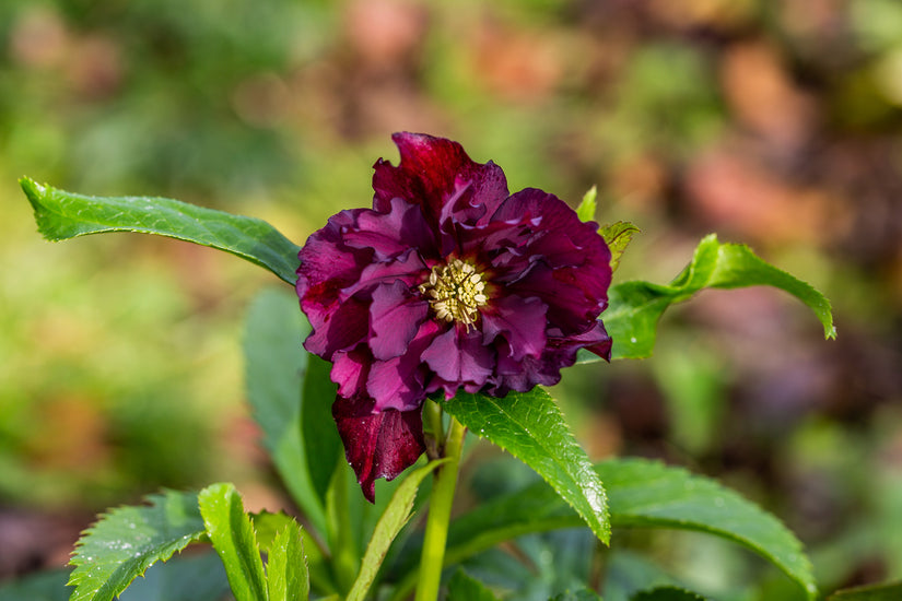 Nieskruid - Helleborus orientalis 'Double Ellen Purple' - donkerpaars bloeiende Nieskruid variant