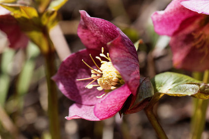 Nieskruid - Helleborus 'Atrorubens'