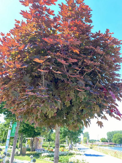 Acer platanoides 'Crimson Sentry'