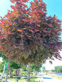 Acer platanoides 'Crimson Sentry'