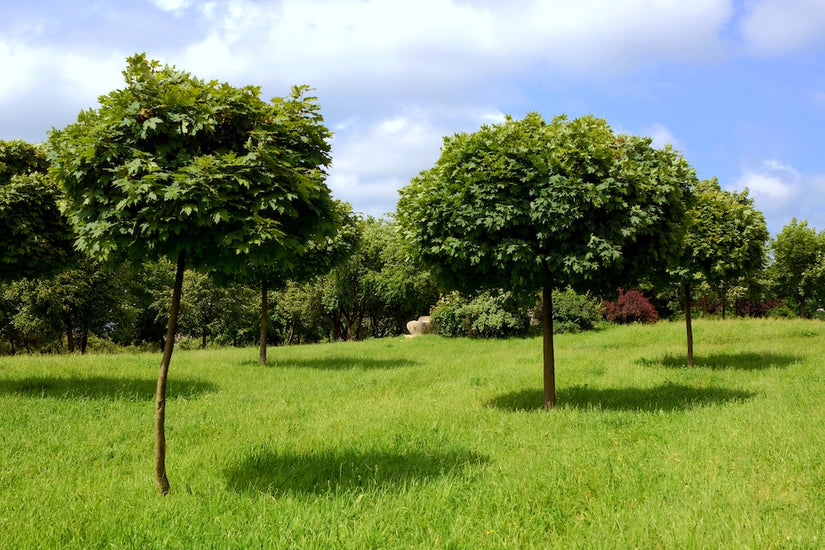 Noorse-Esdoorn-Acer-platanoides-hoogstam-boom.jpg