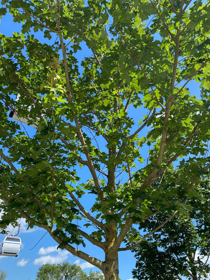 Noorse esdoorn - Acer platanoides 'Columnare Dila'