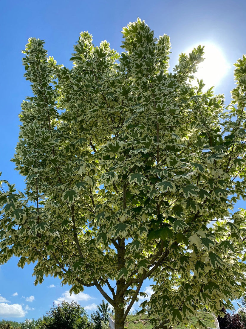 Noorse esdoorn - Acer platanoides 'Drummondii' - Bonte bladeren