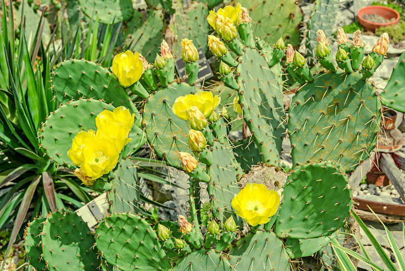 Schijfcactus - Opuntia humifusa