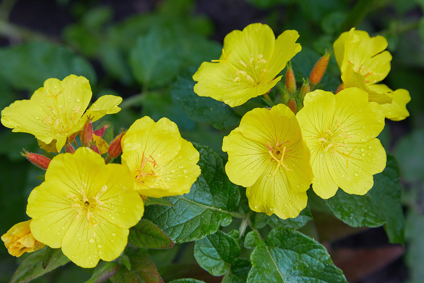 Middelste teunisbloem - Oenothera biennis