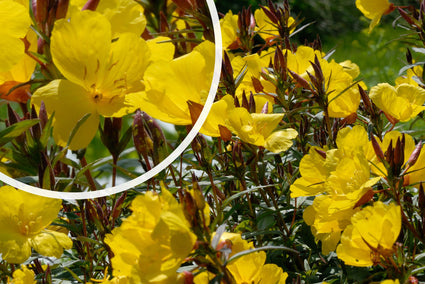 Grote, komvormige bloemen Oenothera fruticosa 'Sonnenwende'