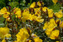 Oenothera fruticosa 'Sonnenwende'