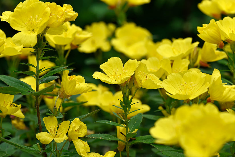 Teunisbloem - Oenothera fruticosa