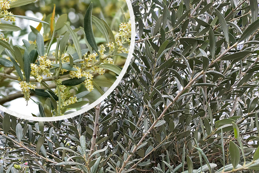 Olea europaea - Olijfboom op stam