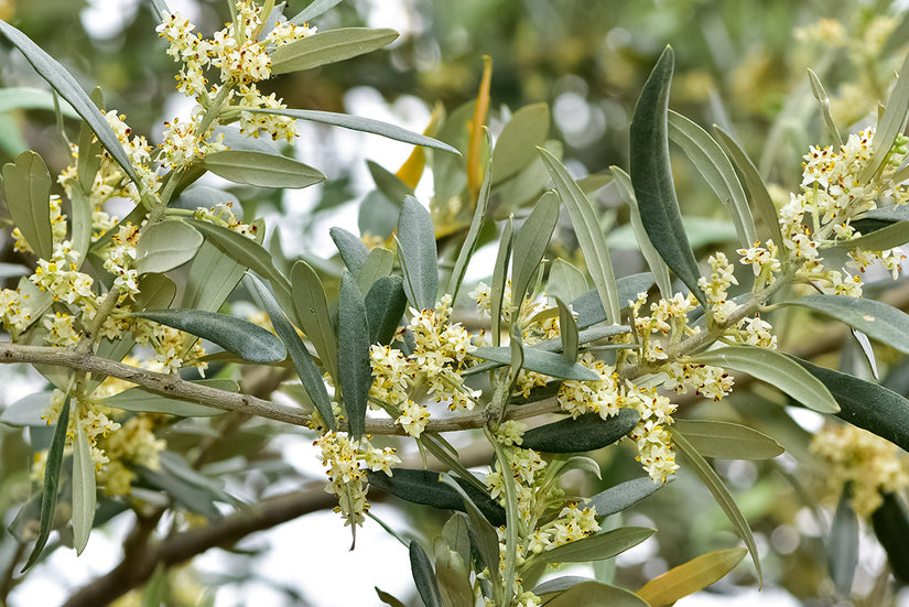 Olijfboom op stam - Olea europaea in bloei