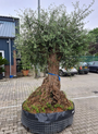 Olijfboom groot volwassen