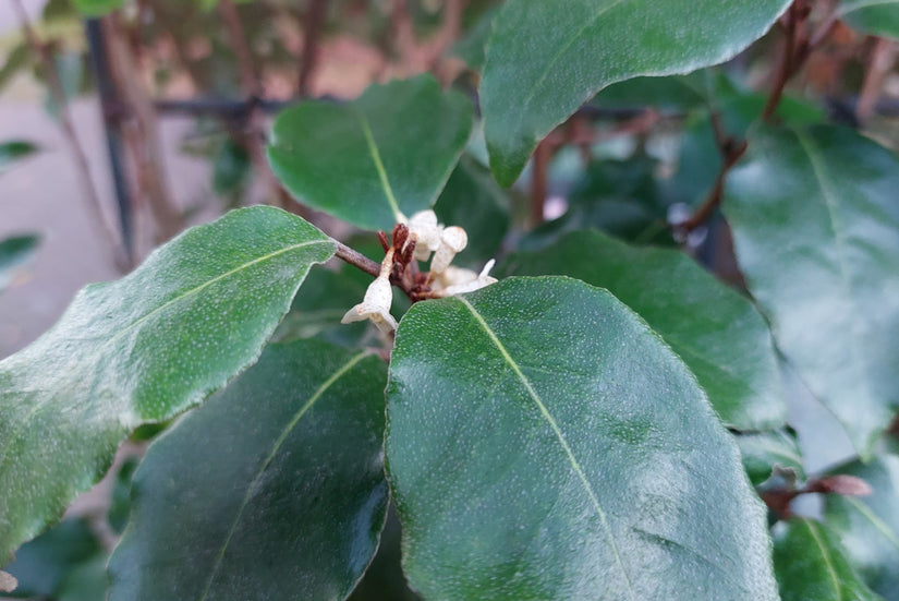 Bloem Olijfwilg - Elaeagnus ebbingei 