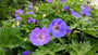 Geranium 'Johnson's Blue' in bloei