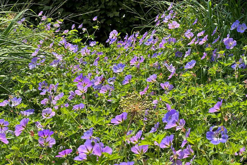 Geranium 'Orion' bloeit prachtig blauwpaars van kleur