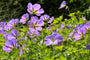 Rijke bloei Ooievaarsbek - Geranium 'Orion' 