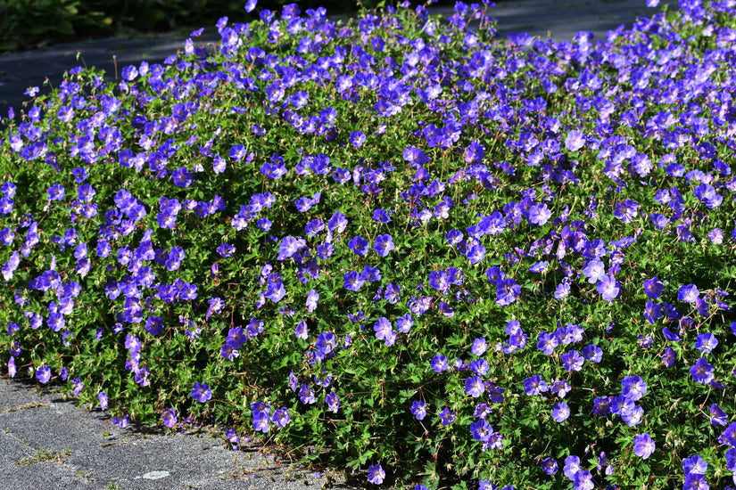 Ooievaarsbek - Geranium 'Rozanne' als groepsbeplanting