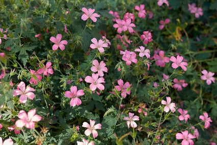 Ooievaarsbek - Geranium endressii