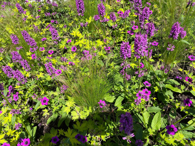 Ooievaarsbek - Geranium psilostemon met Siergras en Japanse andoorn