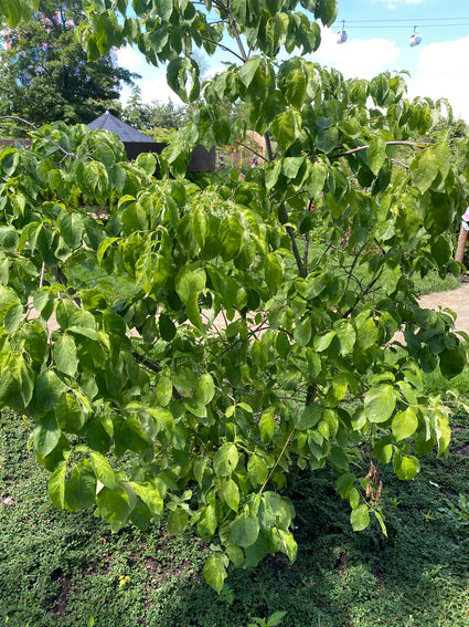 Oost Amerikaanse kornoelje - Cornus florida 'Sweetwater'