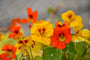 Oost-Indische kers - Tropaeolum majus bloemen