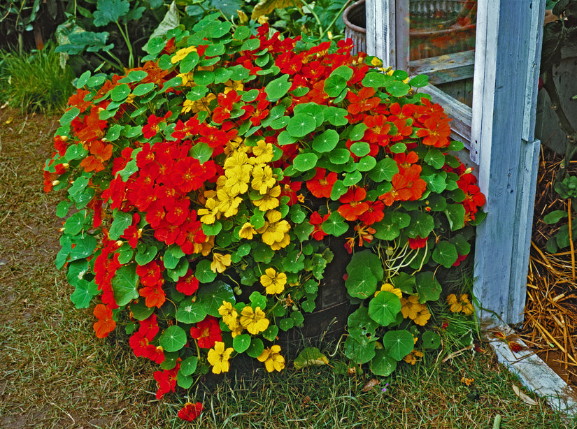 Oost-Indische kers - Tropaeolum majus bosje