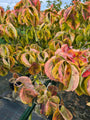 Oostamerikaanse kornoelje - Cornus florida 'Rainbow'