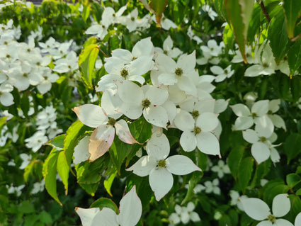 Oostamerikaanse kornoelje - Cornus florida