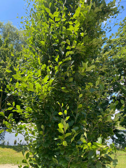 Oosterse beuk - Fagus orientalis 'Iskander' - Zuilboom