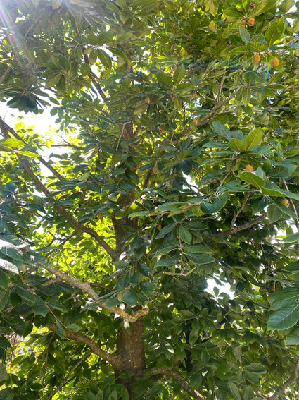 Oosterse beuk - Fagus orientalis