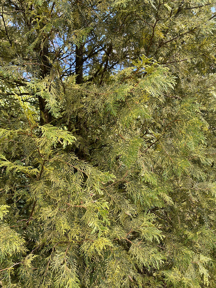 Oosterse levensboom - Thuja Occidentalis 'Perk Vlaanderen'