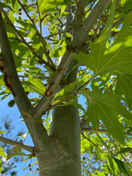 Blad Oosterse plataan