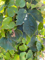 Oosterse wingerd - parthenocissus tricuspidata 'Veitchii'