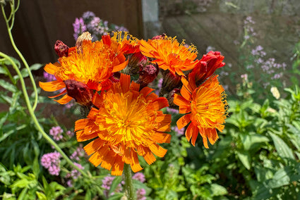 Oranje havikskruid - Hieracium aurantiacum