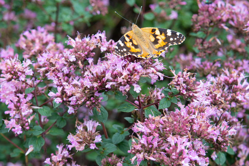 Marjolein - Origanum 'Rosenkuppel'