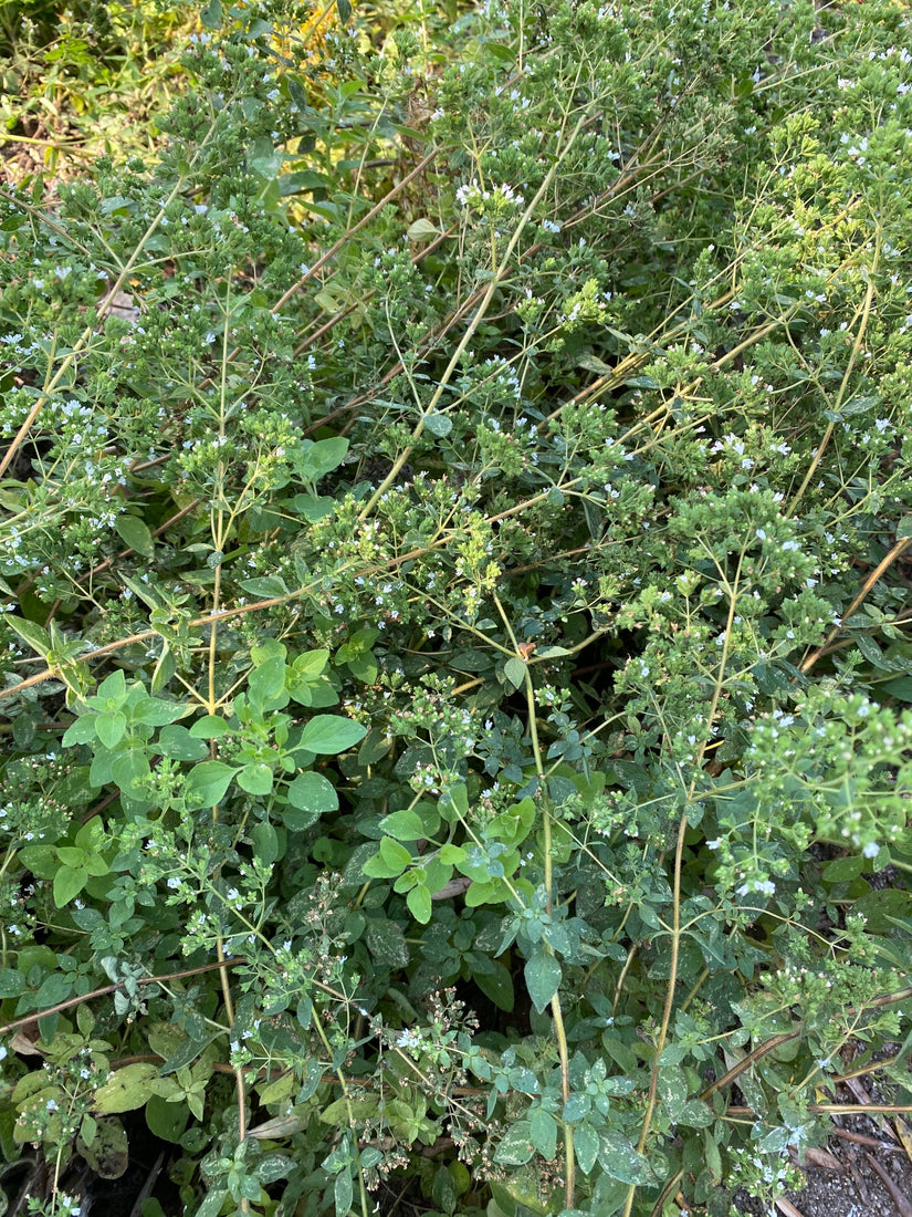 Wilde marjolein - Origanum vulgare