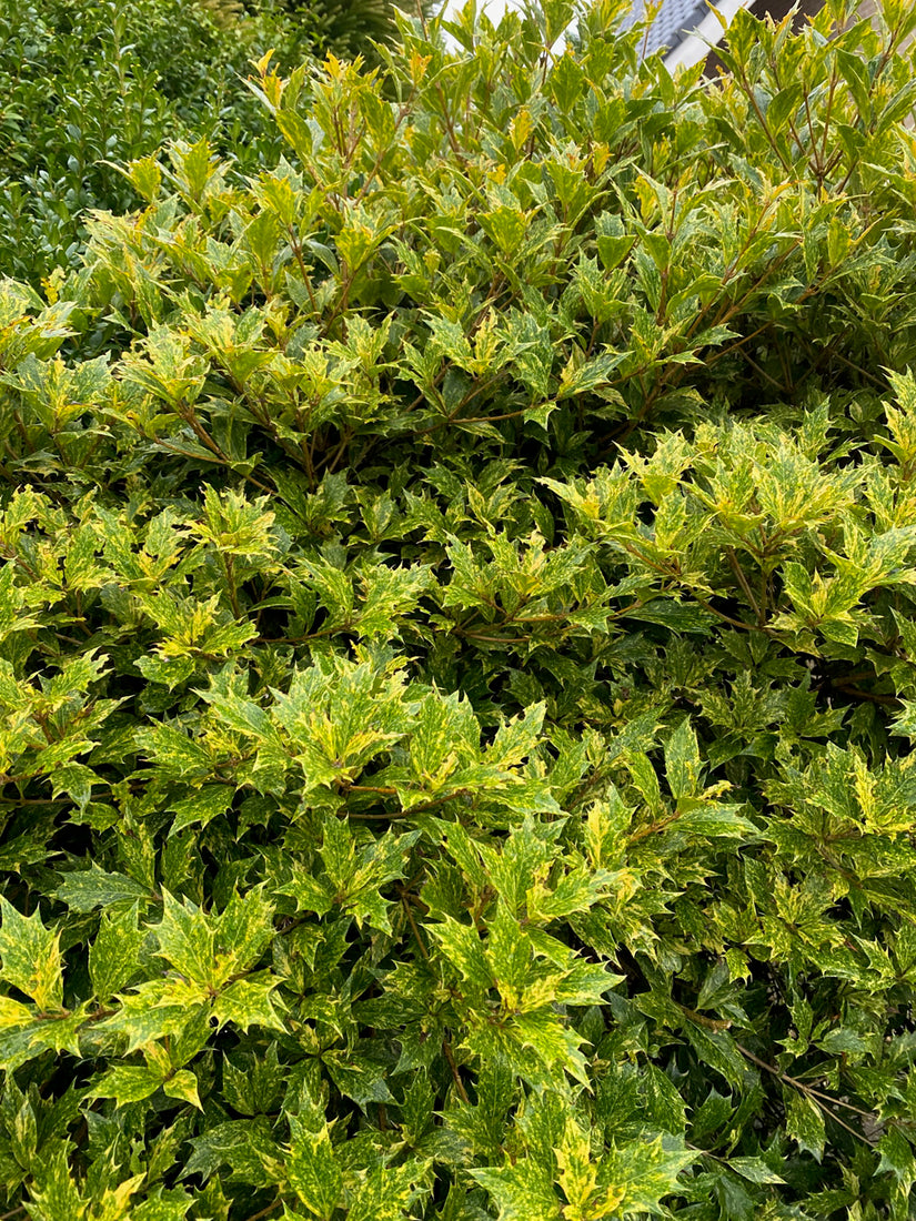 Schijnhulst - Osmanthus Heterophyllus 'Goshiki'