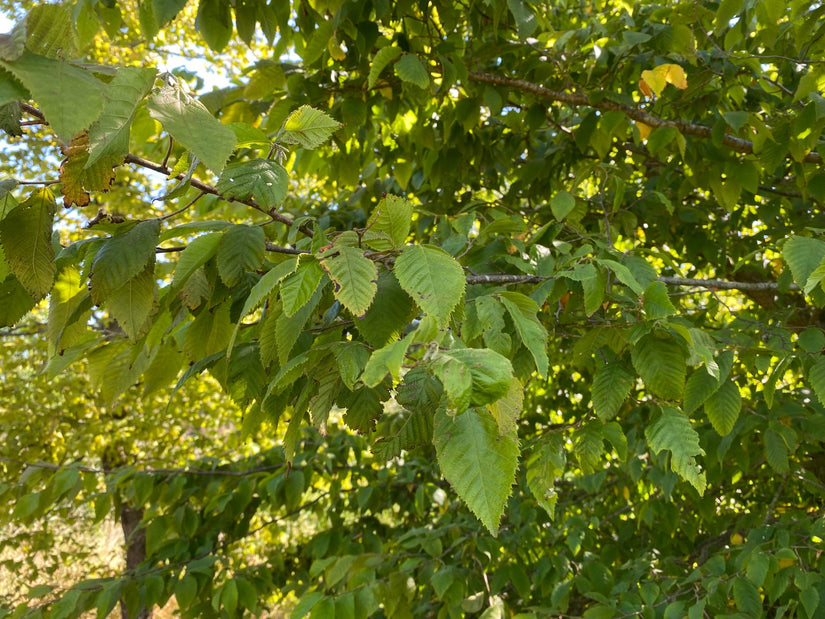 Blad Amerikaanse hopbeuk - Ostrya virginiana