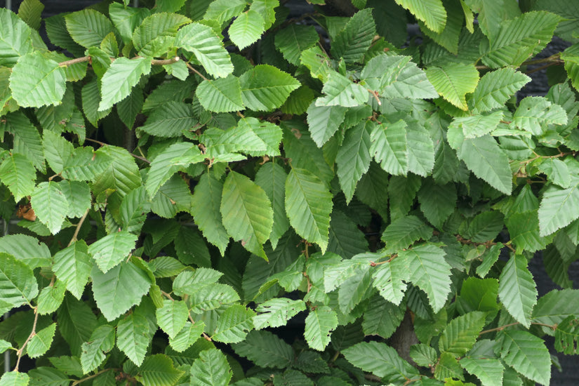 Kant en klare Haagbeuk haag - Carpinus betulus  bladvorm