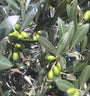 olive tree