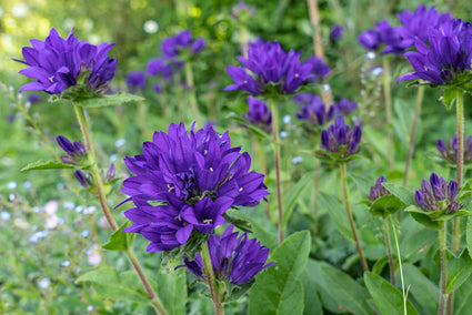 Paars Kluwenklokje - Campanula Glomerta 'Acaulis'.jpg