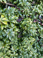 groene blad van de Pachysandra - Pachysandra Terminalis