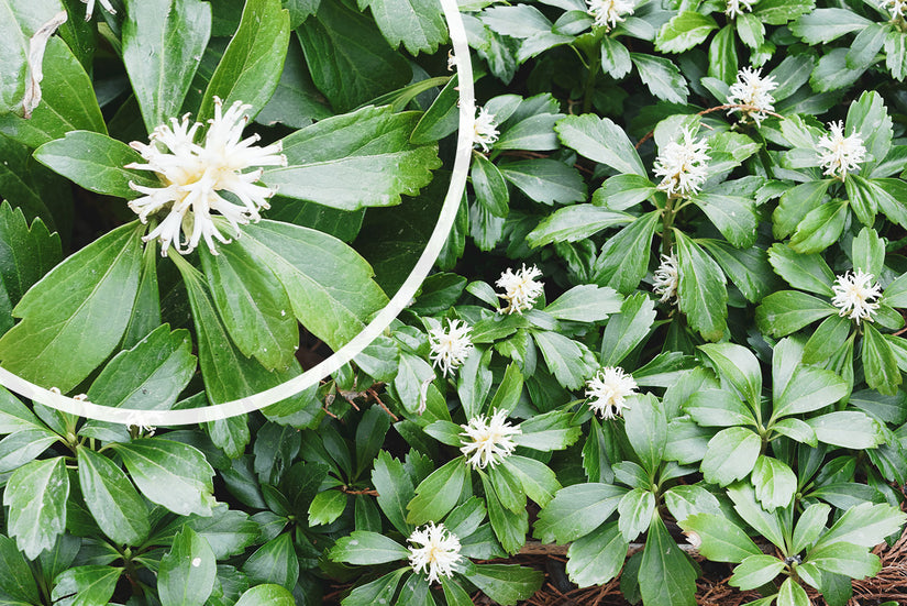 Bloei Schaduwkruid - Pachysandra terminalis 'Green Carpet'