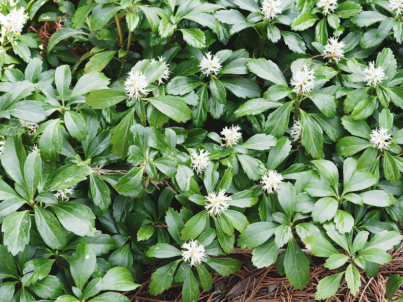 Schaduwkruid - Pachysandra terminalis 'Green Carpet'