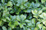 Schaduwkruid - Pachysandra terminalis 'Green Sheen'