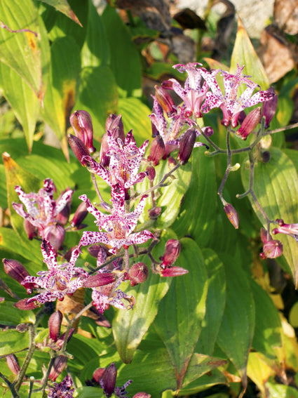 Paddenlelie-Tricyrtis-hirta.jpg